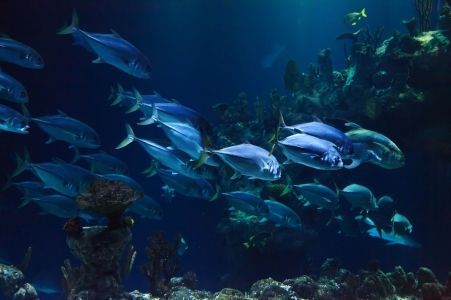 Optimized aquarium 21668 1920 pixabay