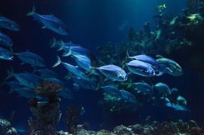 Biggest thumb optimized aquarium 21668 1920 pixabay