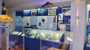 Biggest thumb dwejra marine environmental education centre 1