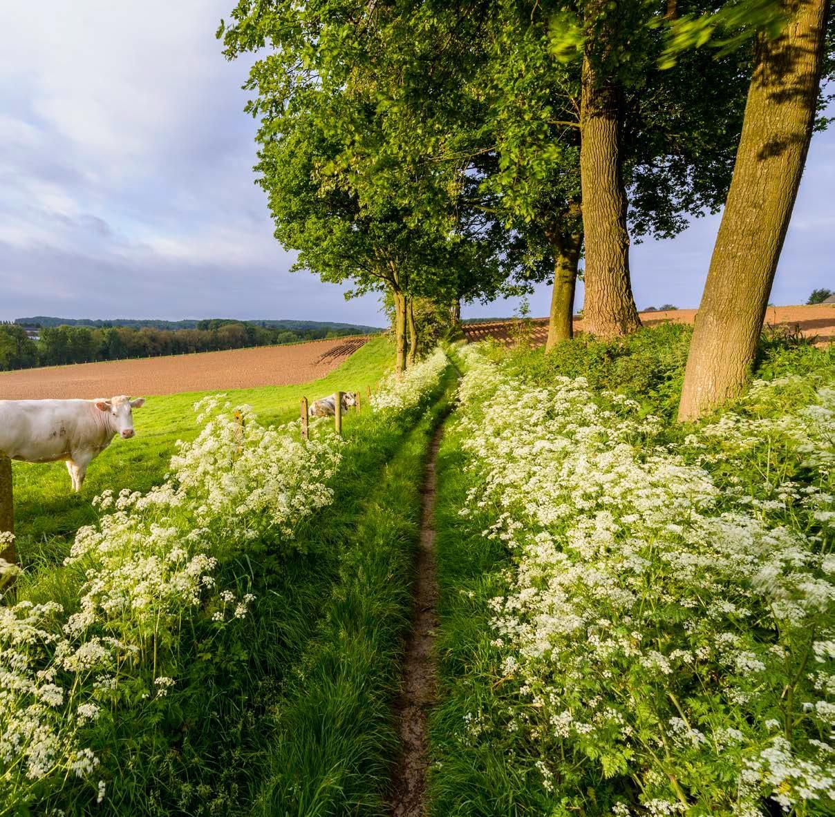 Hiking in maarkedal municipality of maarkedal