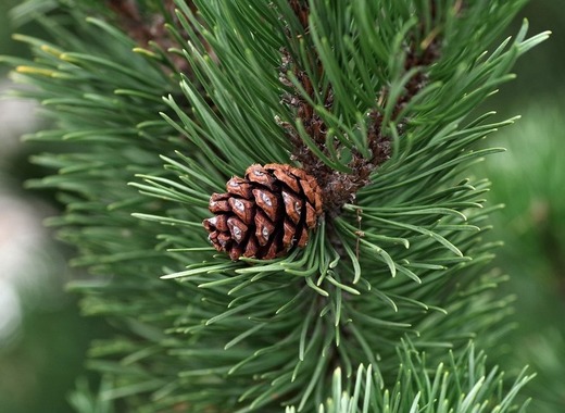 Medium pine 2988599 1920
