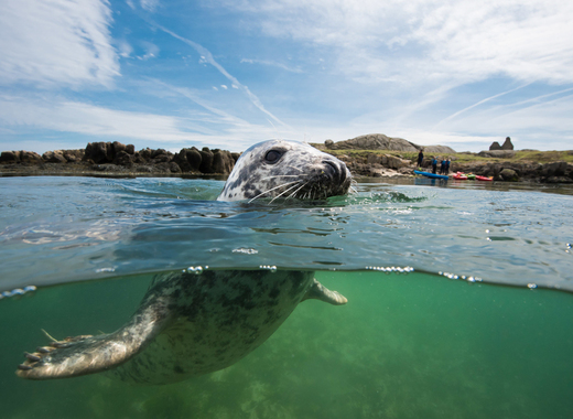 Medium dalkey seal nigel motyer