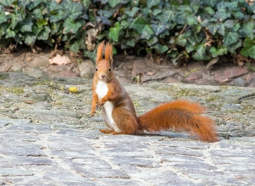 Medium the squirrel 4028041 1920
