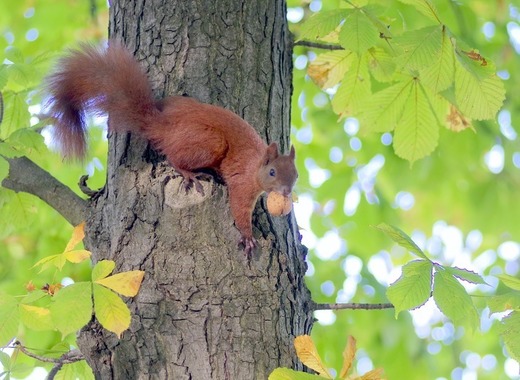 Medium the squirrel 1693575 1920
