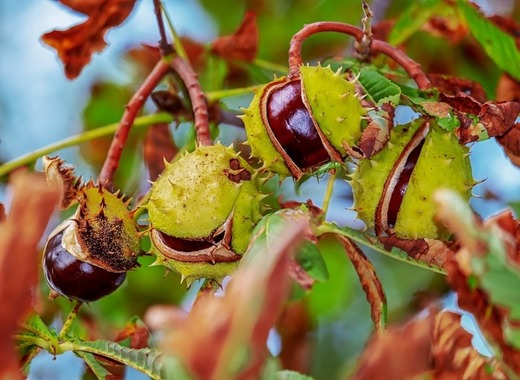 Medium chestnut 3673443 1920
