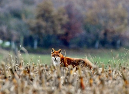 Medium fox 4653741 1920