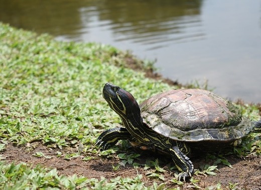 Medium red eared slider