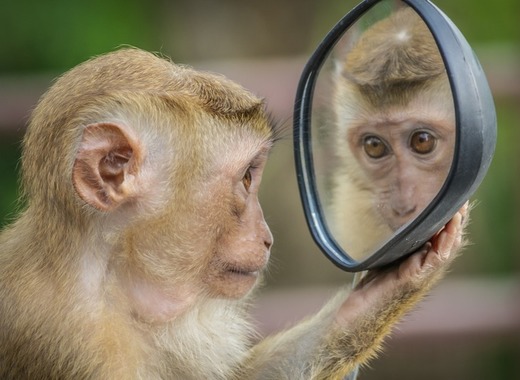 Medium monkey 3512996 1920