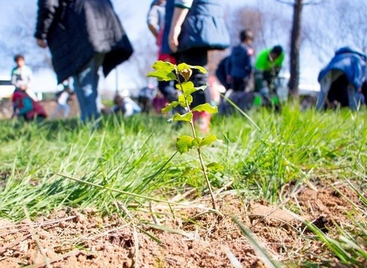 Medium tree planting