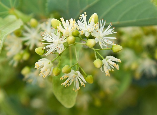 Medium linden 2485482 1280