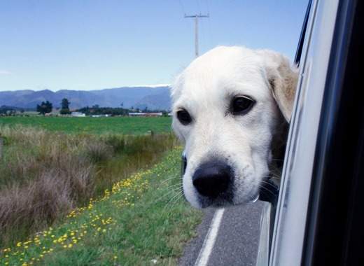 Medium dog 2320741 1280