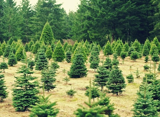 Medium christmas 235357 960 720