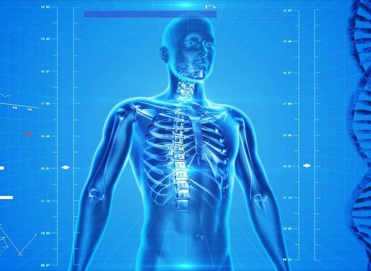 Medium human skeleton 163715 960 720