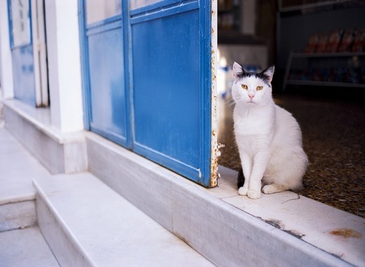 Medium cat 3439500 960 720