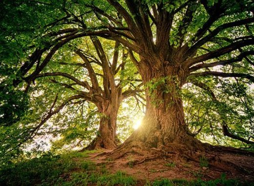 Medium tree