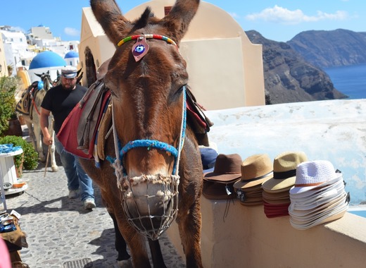 Medium donkey