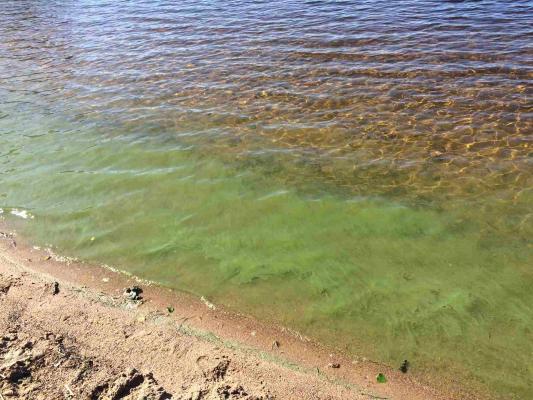 Lappeenranta relies on residents’ attentiveness to report toxic lake algae