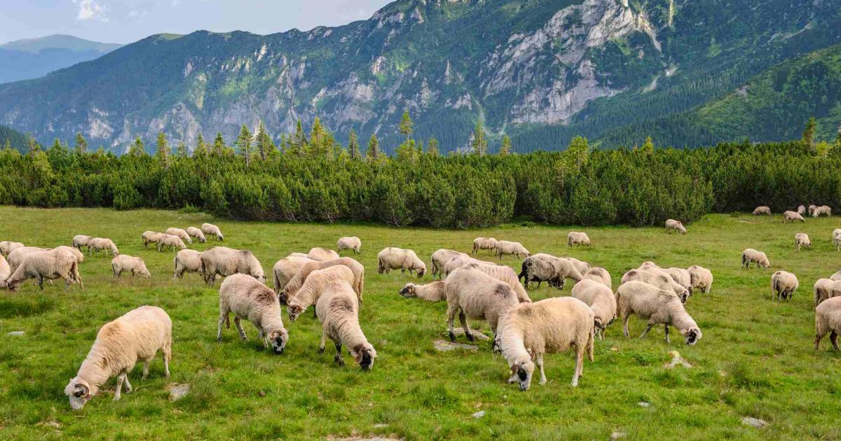 România a lansat o platformă de colectare a gunoiului de grajd pentru micii fermieri