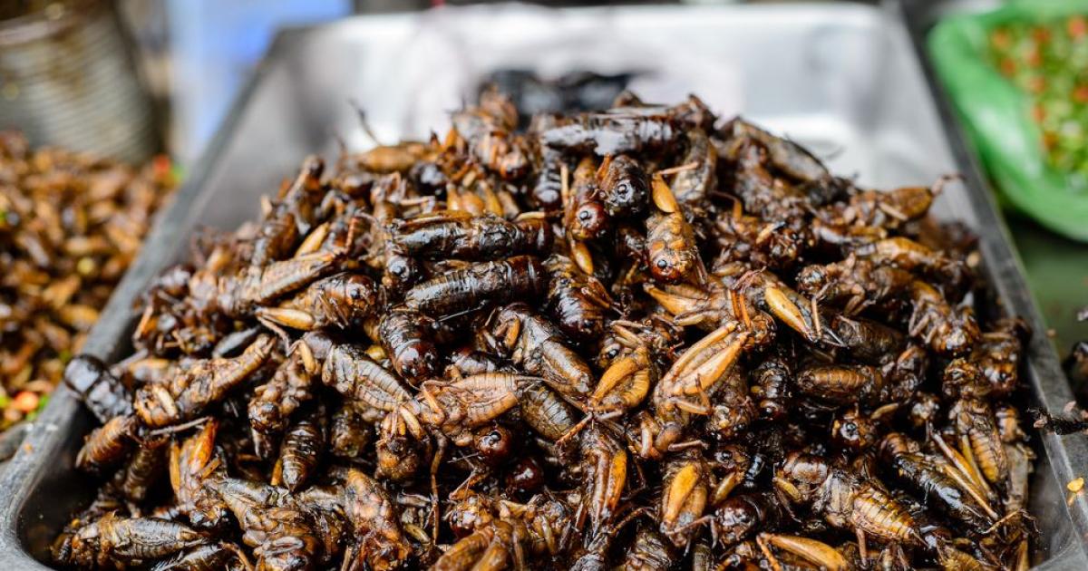 EU legalizes snacking on insects | TheMayor.EU