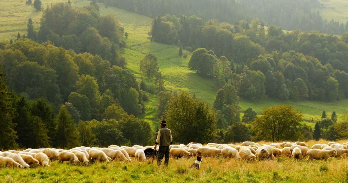 В стремежа си да съхраним древната професия в България е открита първата академия за овчари