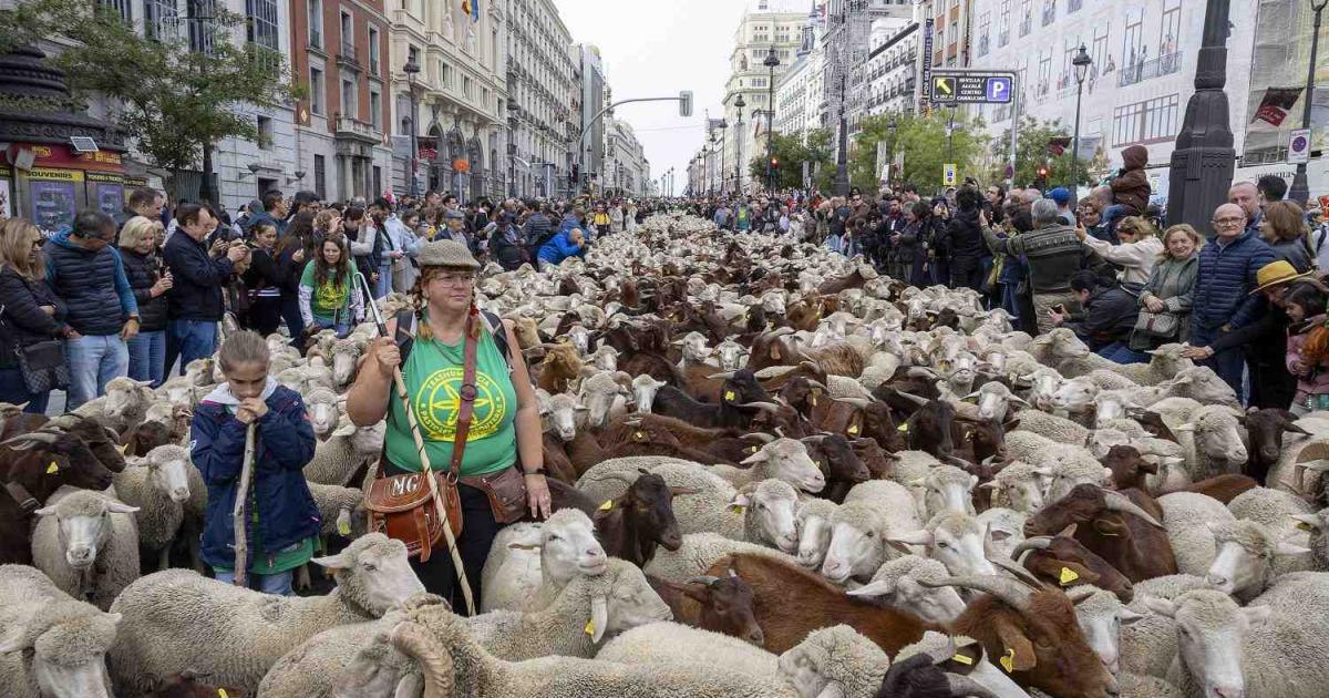 Why did thousands of sheep flock to the centre of Madrid? | TheMayor.EU