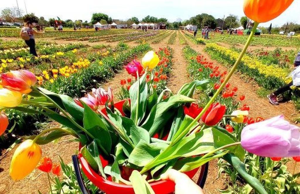 Colorful Tulip Garden at 2025 Festival