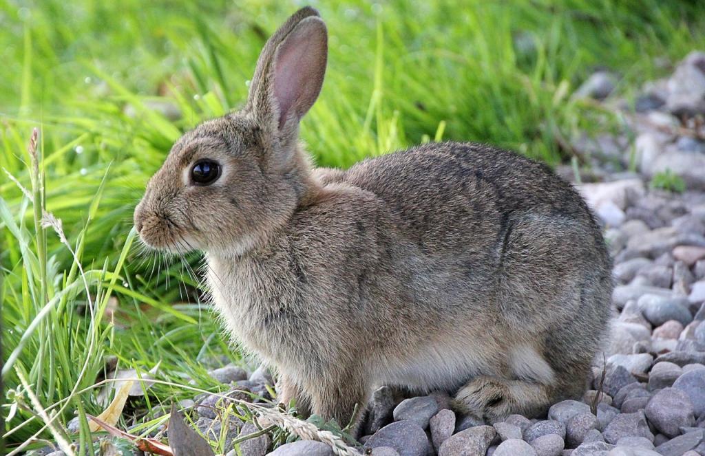 Finnish rabbit deals