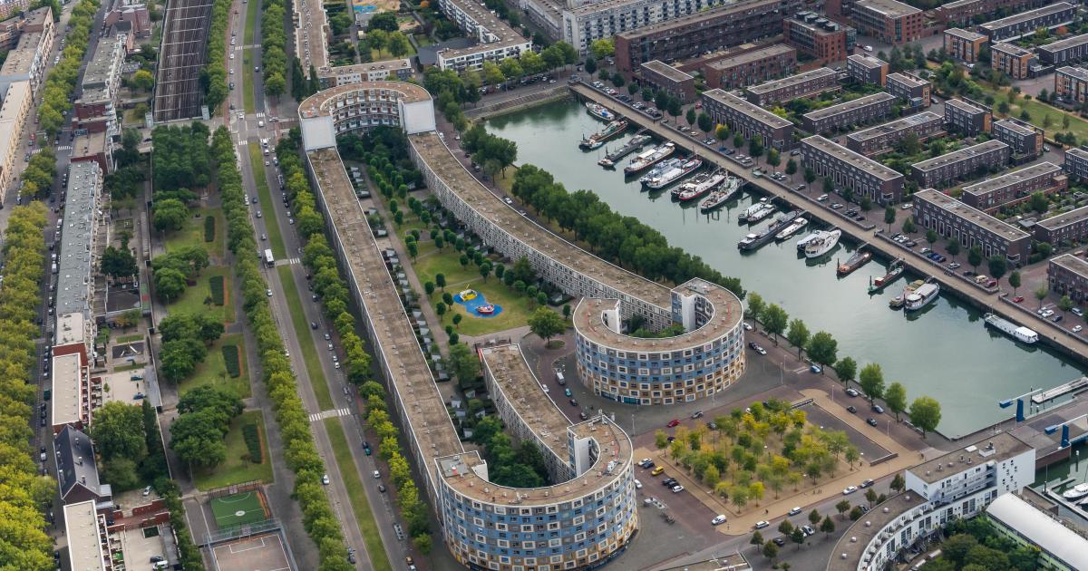 Close-up of sedum plants on a rooftop