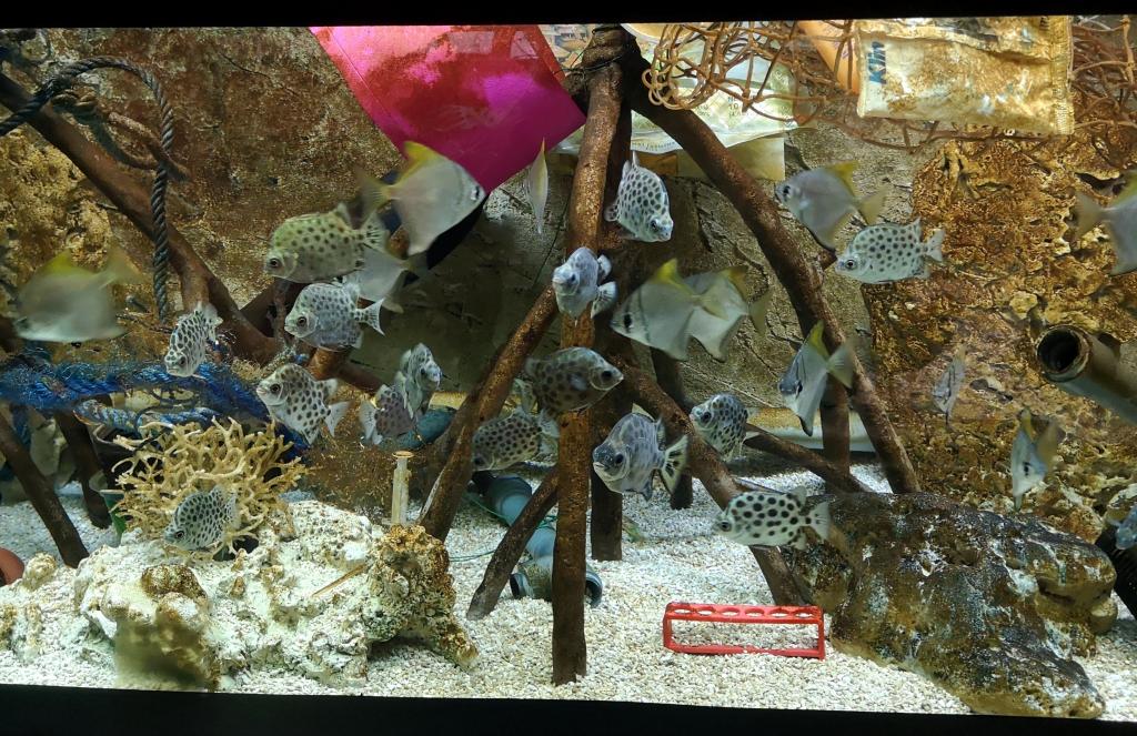 Brno zoo opens an aquarium of plastic to raise awareness on ocean pollution