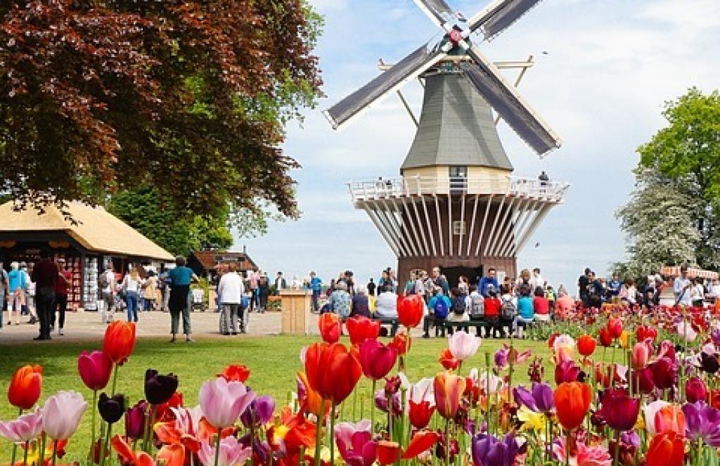 Visit the Tulip Festival in Amsterdam from 31st of March until 30th of April