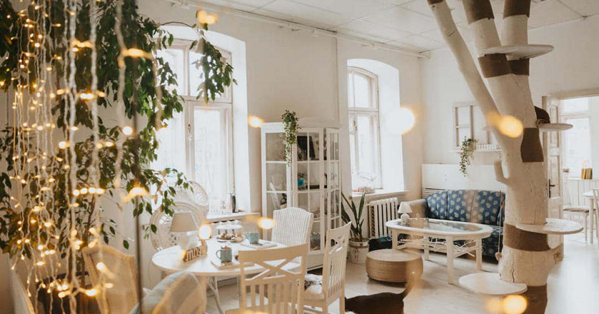 First cat café in Latvia is officially opened in Daugavpils | TheMayor.EU
