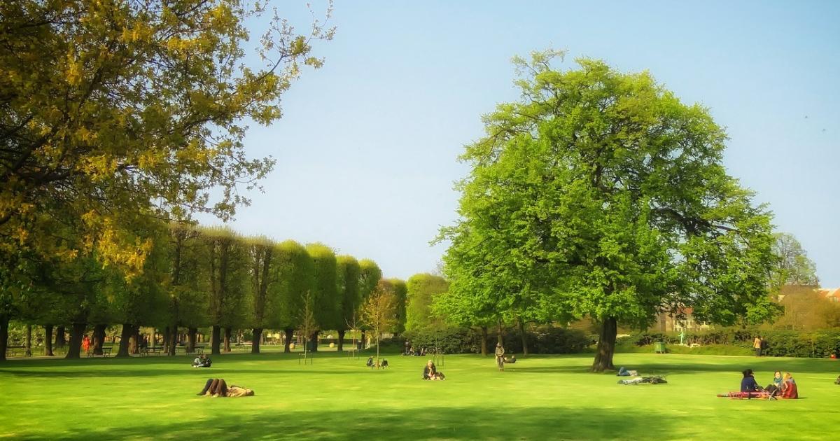 Free trees on offer at Copenhagen Municipality |