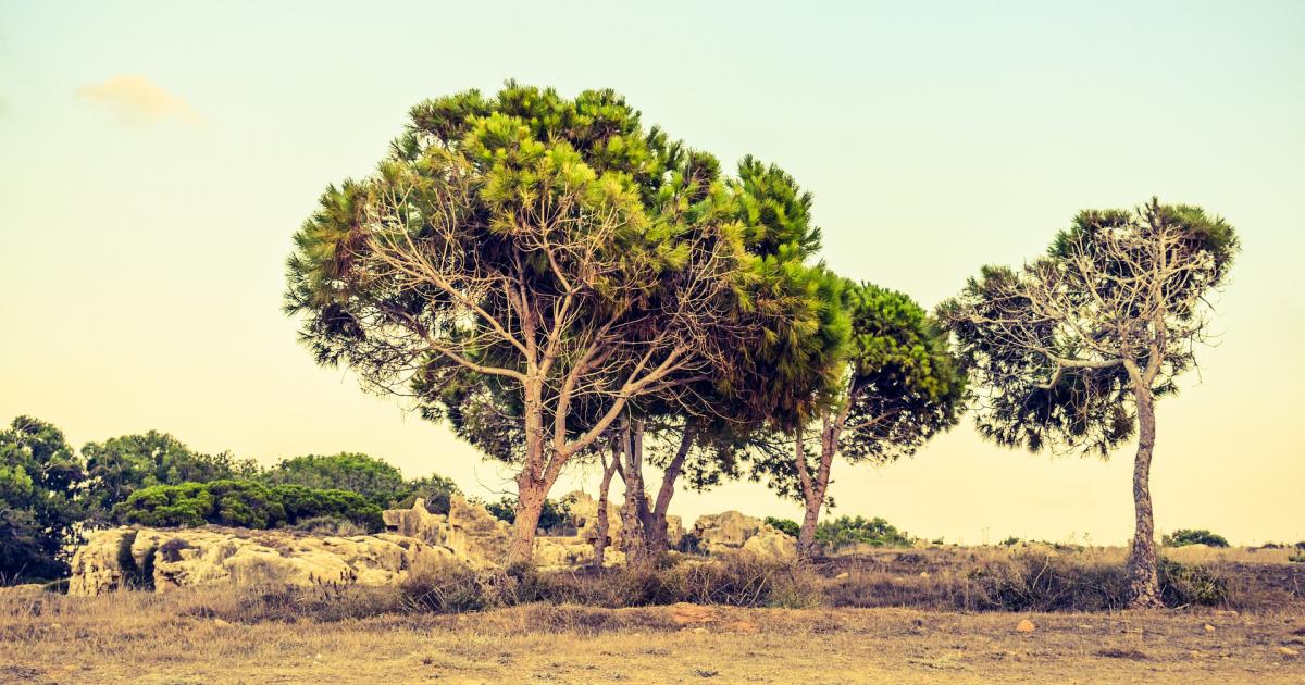 Η Πάφος χρειάζεται ολιστική προσέγγιση για την αντιμετώπιση της παραμέλησης και του μαρασμού των αγροτικών περιοχών