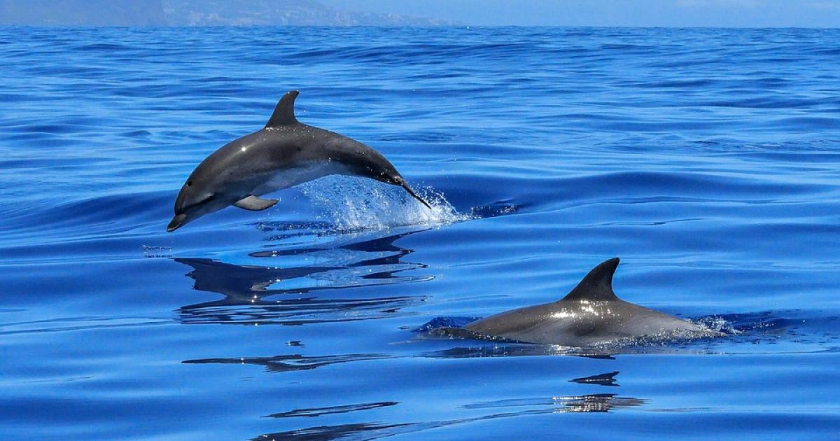 Those are dolphins