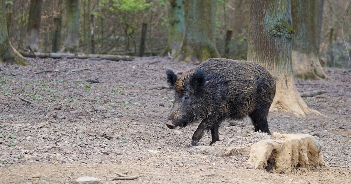 Did wild boars help unseat Rome’s mayor Raggi? | TheMayor.EU