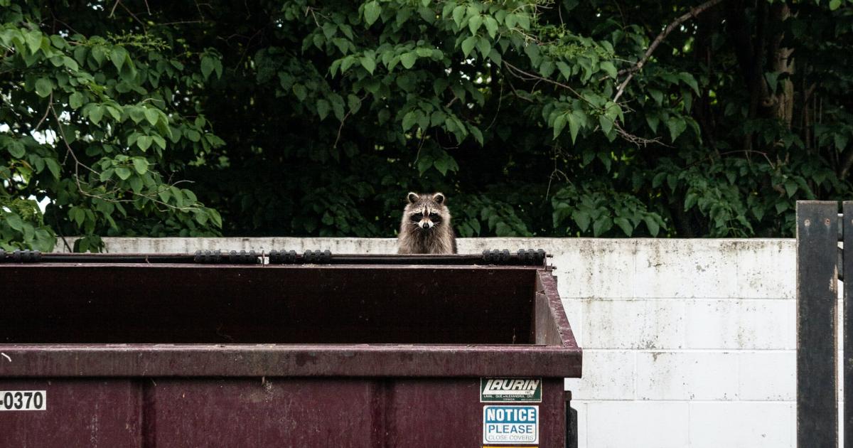 Clan of raccoons is terrorising native animals in rural Austria | Clan of raccoons is terrorising native animals in rural Austria |
