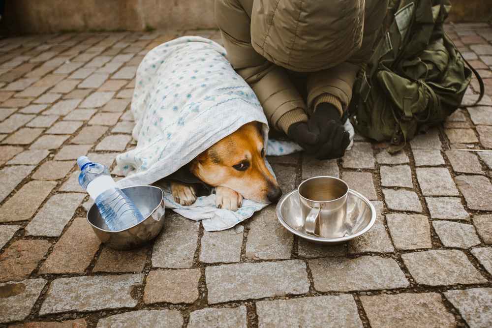 dog and beggar