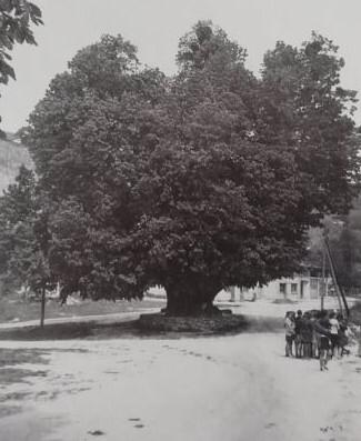 780-year-old linden tree in Croatia