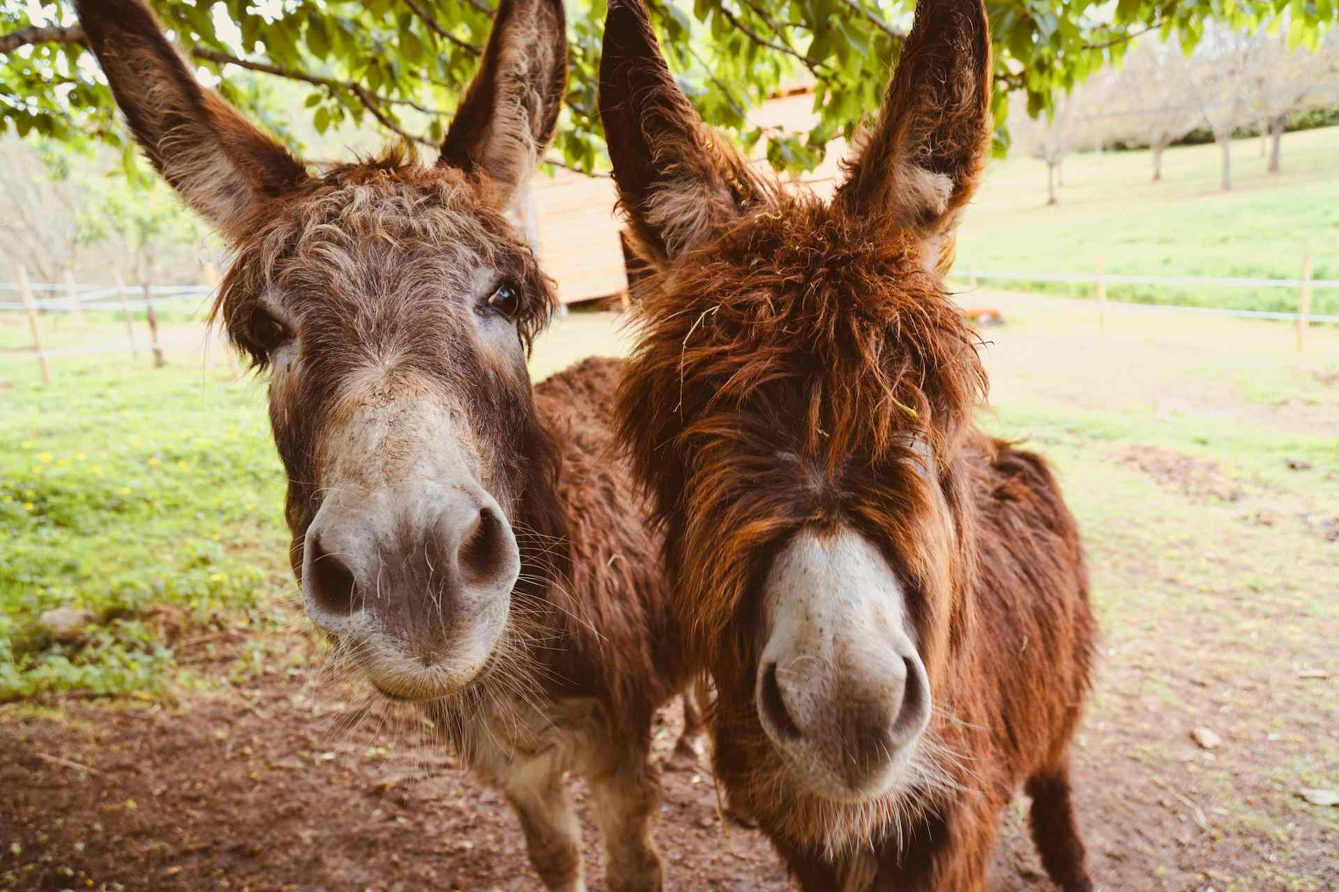 two donkeys