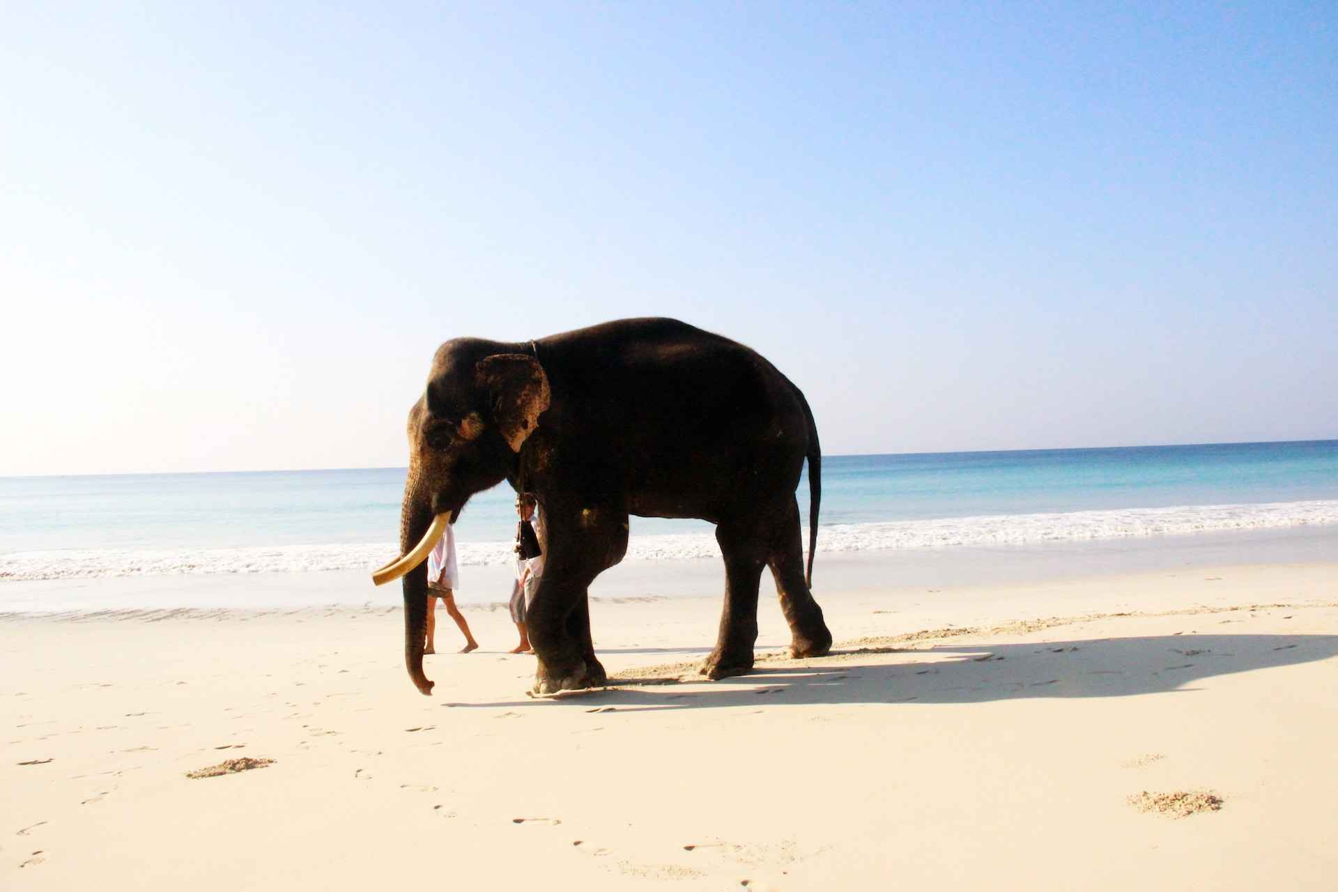 elephant on beach