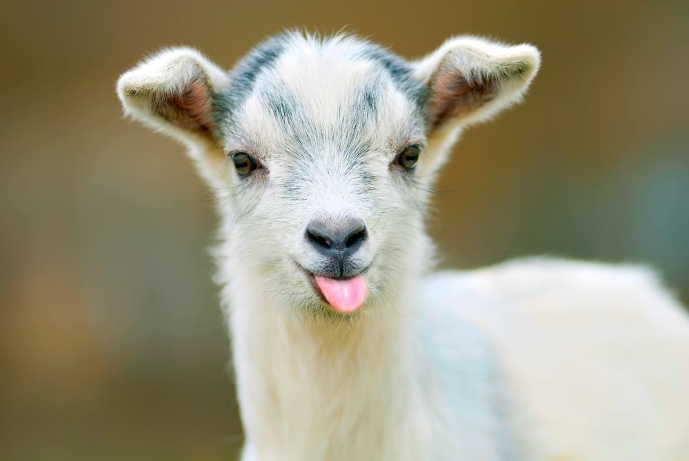 goat kid