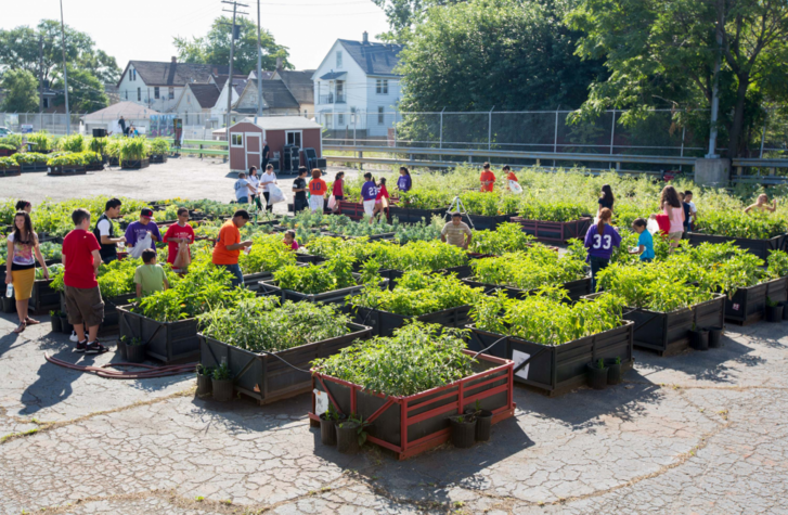 Brasov community gardens