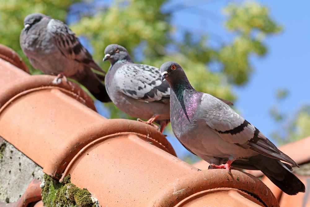 roof pigeons