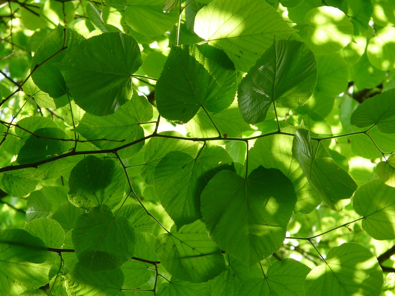 linden tree