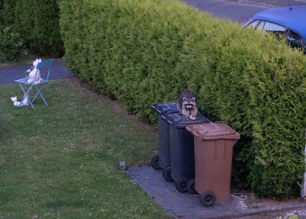 raccoon and trash bins