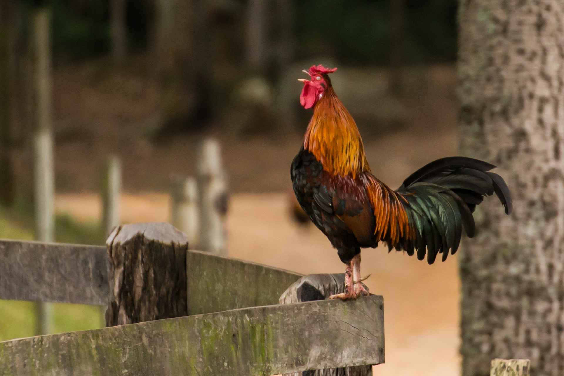 rooster crowing