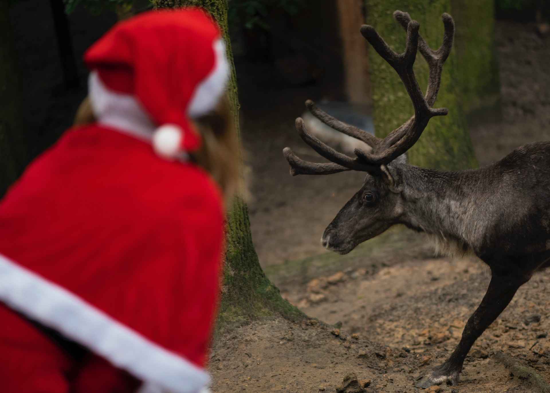 santa reindeer