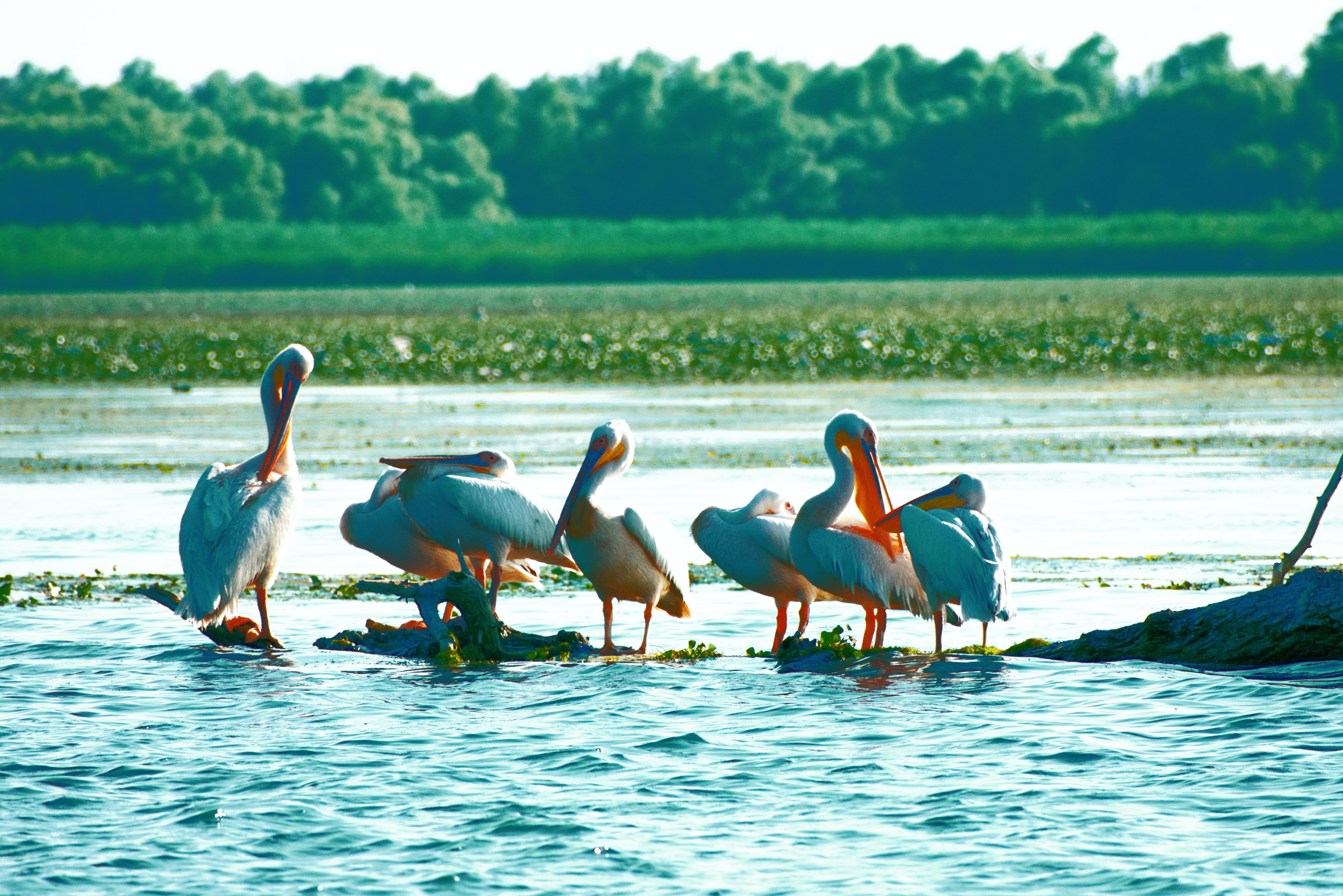 pelicans